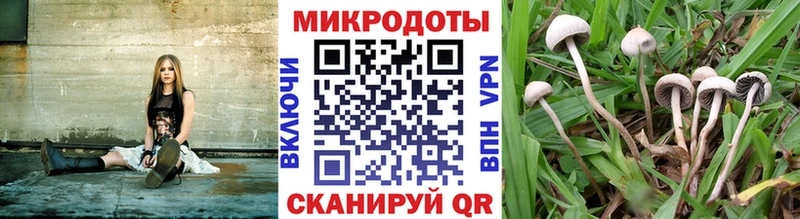наркотики  Калуга  omg ссылка  Галлюциногенные грибы Psilocybine cubensis 